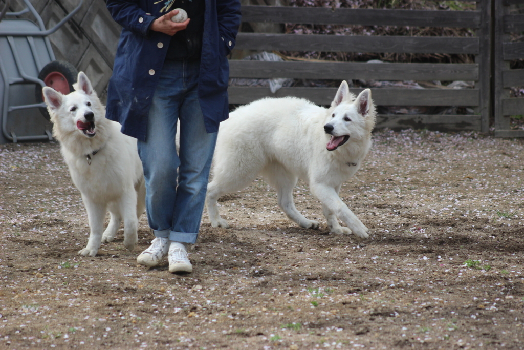 f:id:reeyan:20180409225830j:plain f:id:reeyan:20180409225830j:plain