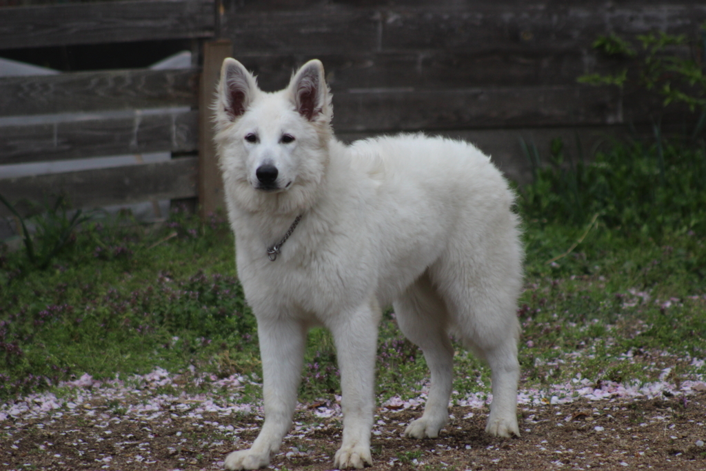 f:id:reeyan:20180409225928j:plain f:id:reeyan:20180409225928j:plain