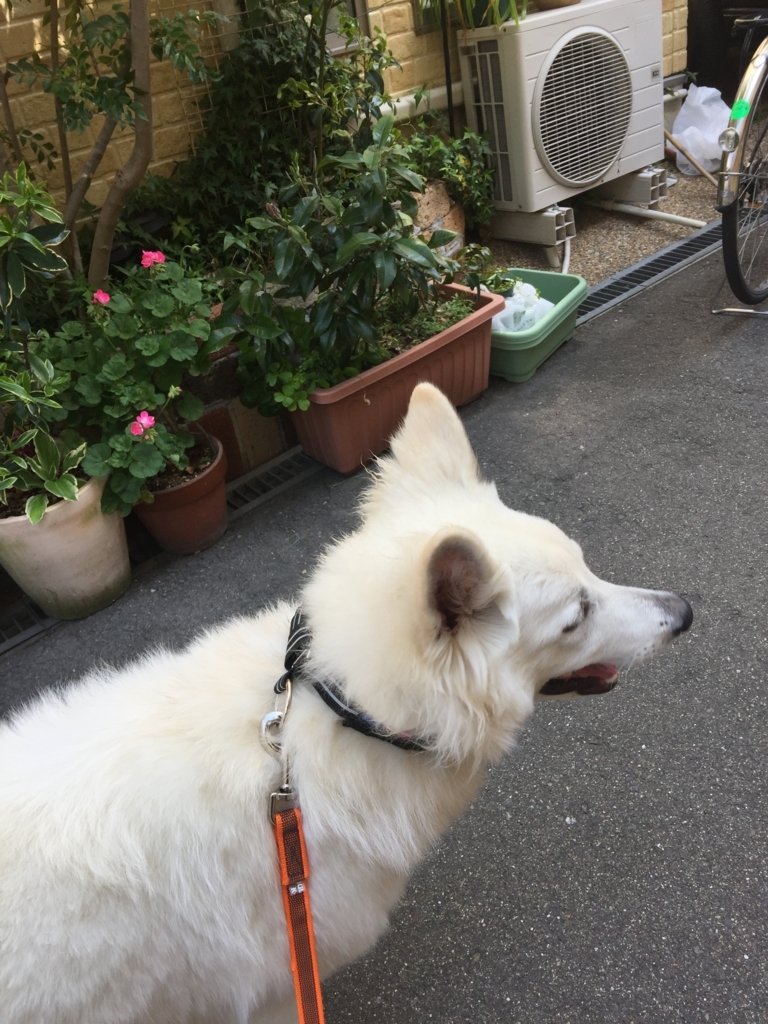 f:id:reeyan:20180412125226j:plain