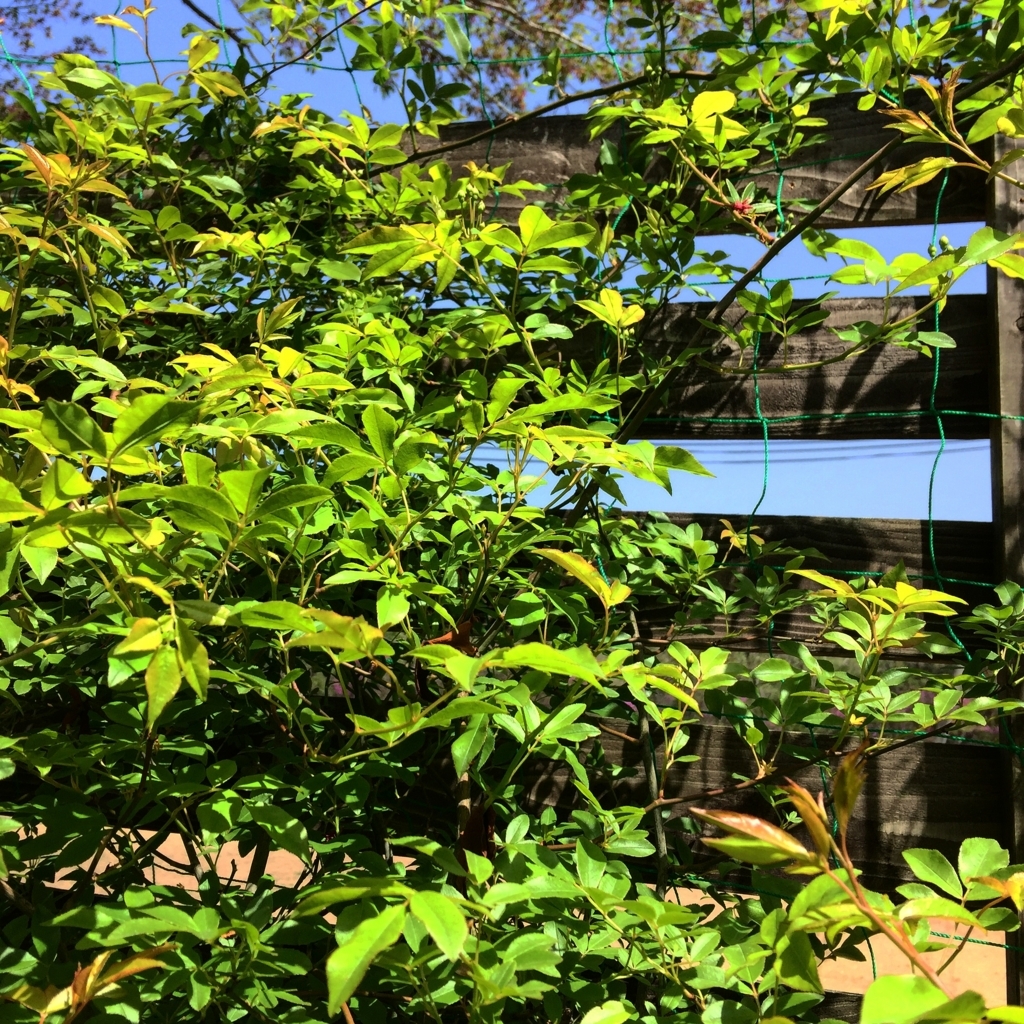 f:id:reeyan:20180413215134j:plain f:id:reeyan:20180413215134j:plain