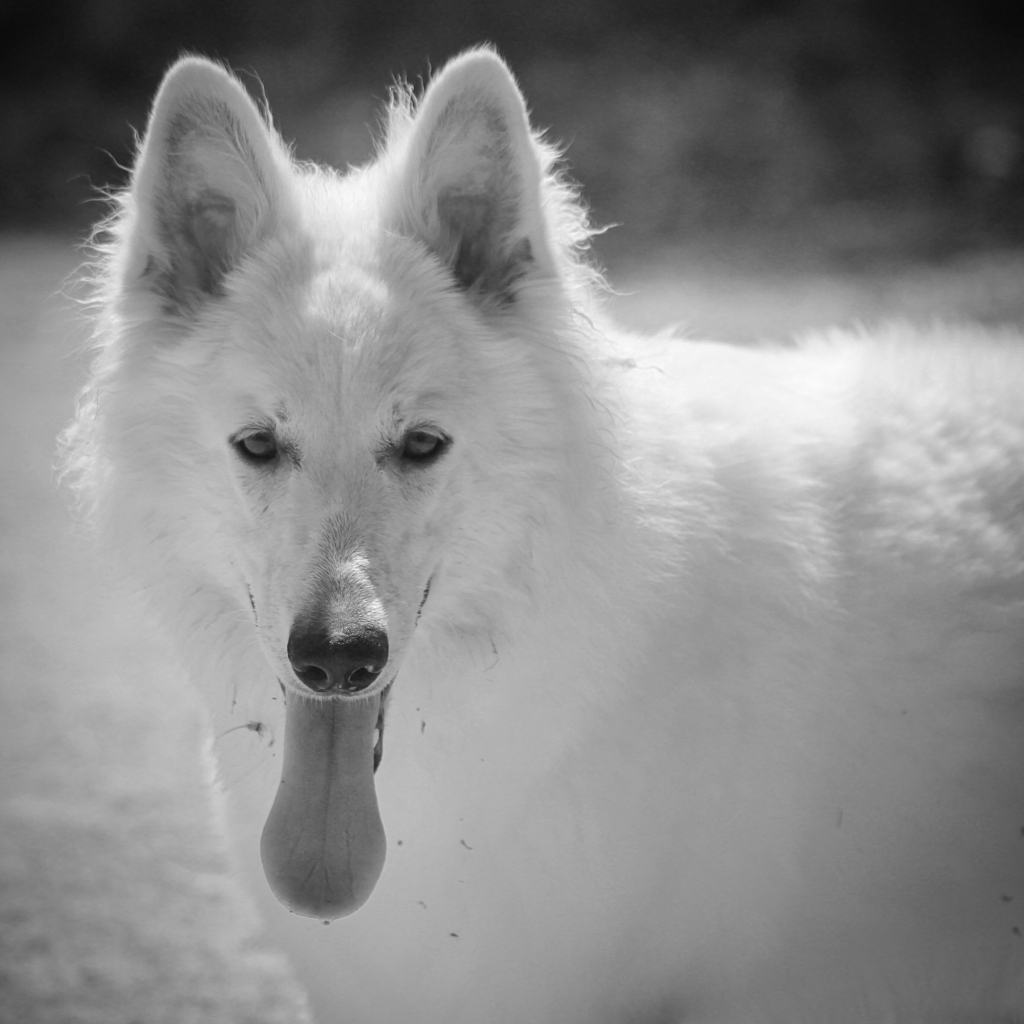 f:id:reeyan:20180413220115j:plain f:id:reeyan:20180413220115j:plain