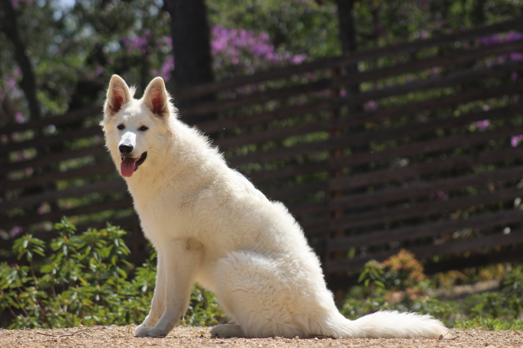 f:id:reeyan:20180413220203j:plain f:id:reeyan:20180413220203j:plain