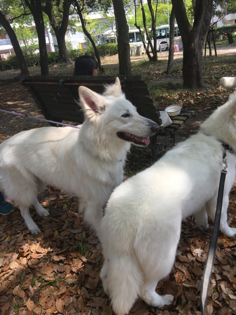 f:id:reeyan:20180424114835j:plain f:id:reeyan:20180424114835j:plain
