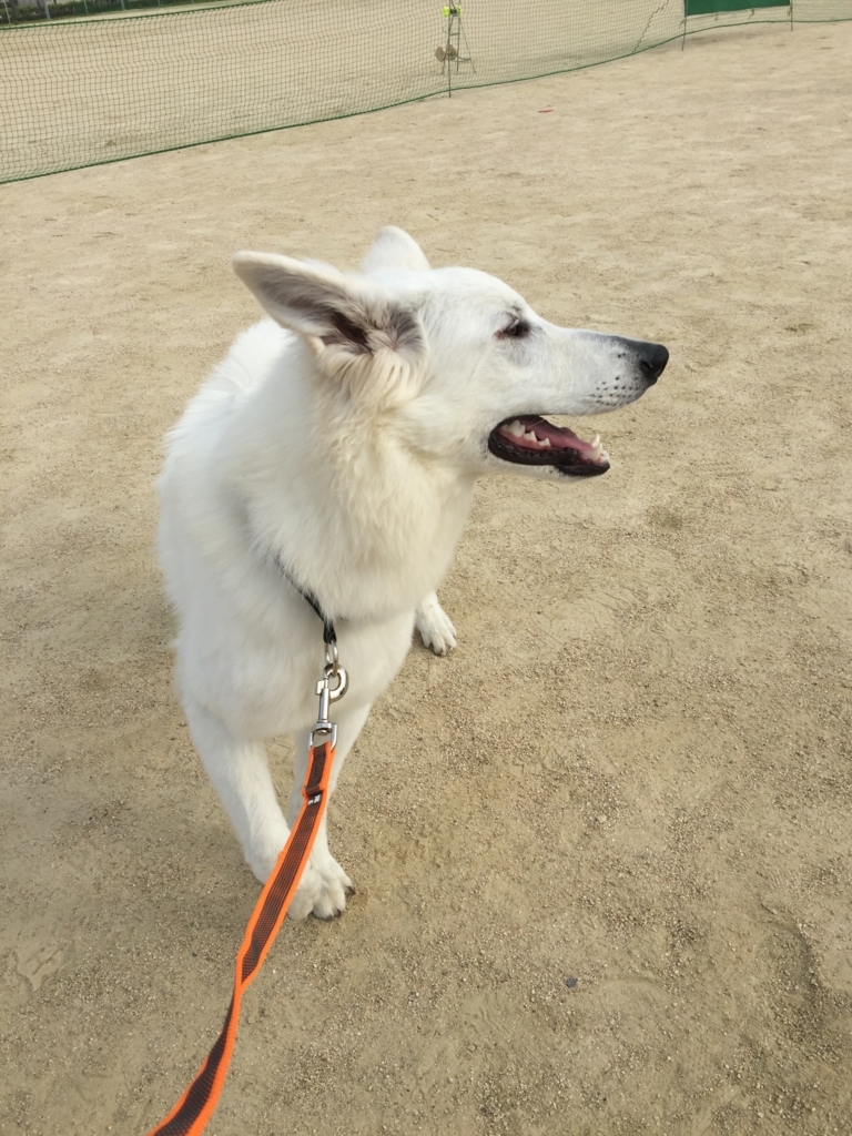 f:id:reeyan:20180501220255j:plain