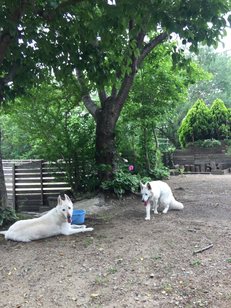 f:id:reeyan:20180520101152j:plain