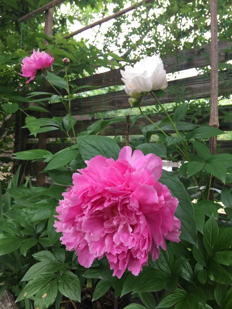 f:id:reeyan:20180520101433j:plain