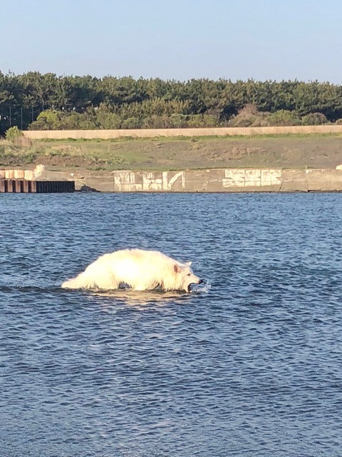 f:id:reeyan:20180525120440j:plain f:id:reeyan:20180525120440j:plain