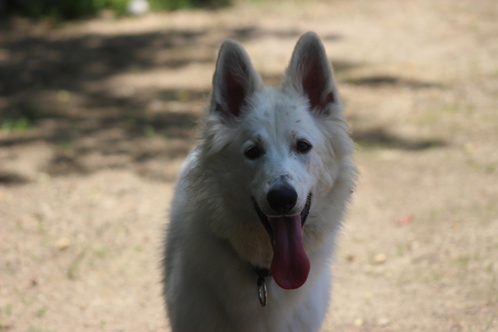 f:id:reeyan:20180603112542j:plain