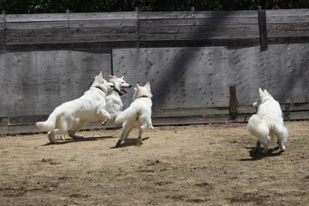 f:id:reeyan:20180604093933j:plain f:id:reeyan:20180604093933j:plain