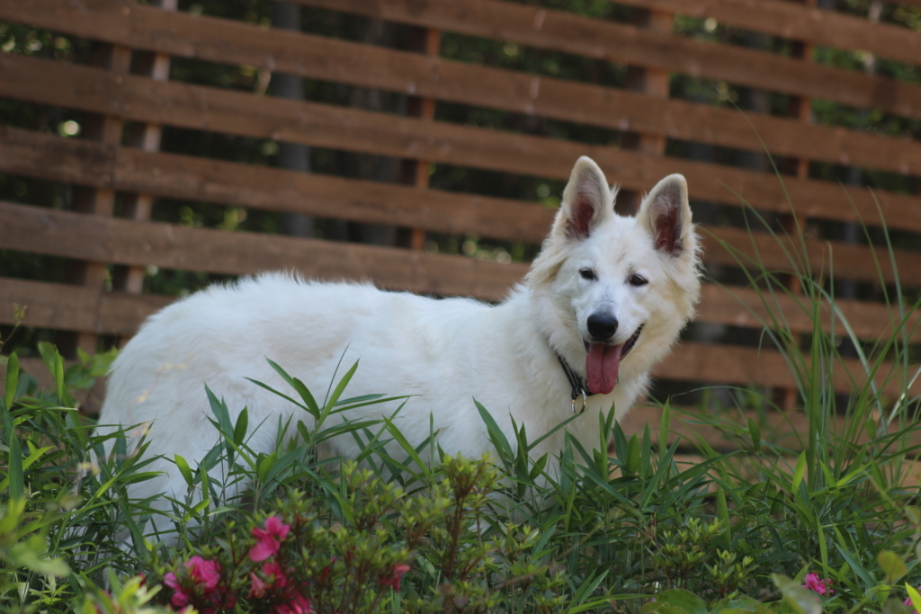 f:id:reeyan:20180604093947j:plain f:id:reeyan:20180604093947j:plain