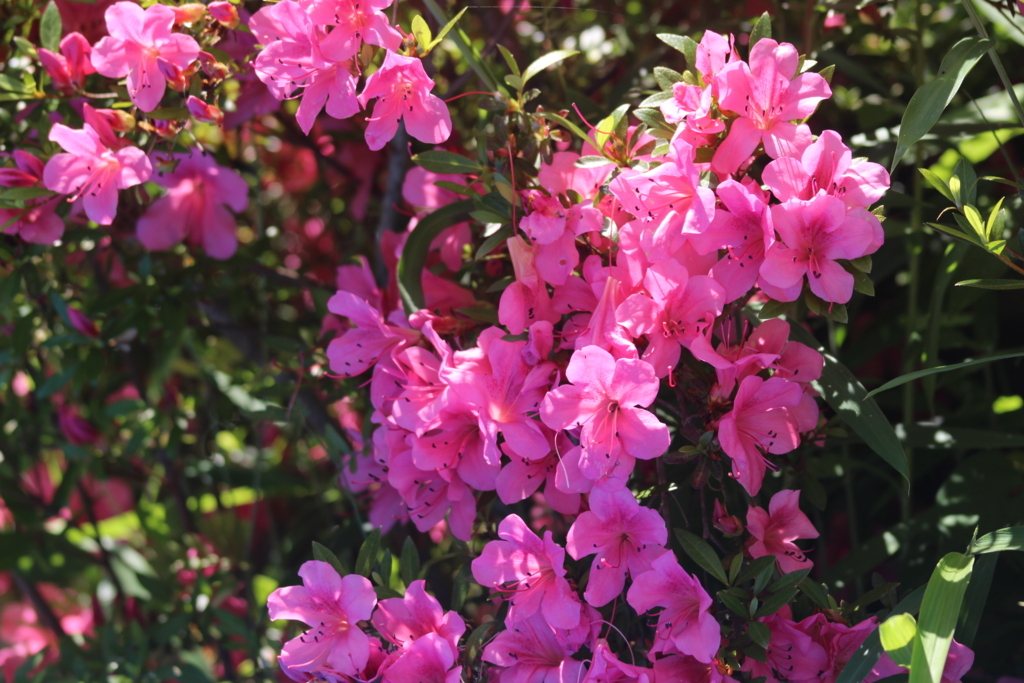 f:id:reeyan:20180604094027j:plain f:id:reeyan:20180604094027j:plain