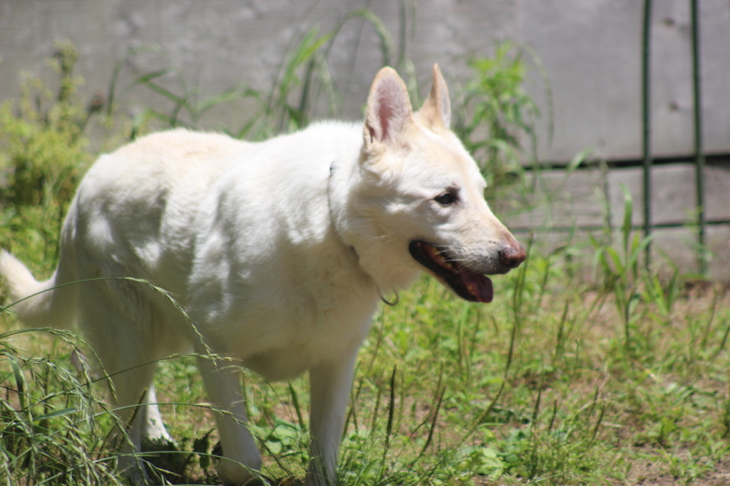 f:id:reeyan:20180604094107j:plain f:id:reeyan:20180604094107j:plain