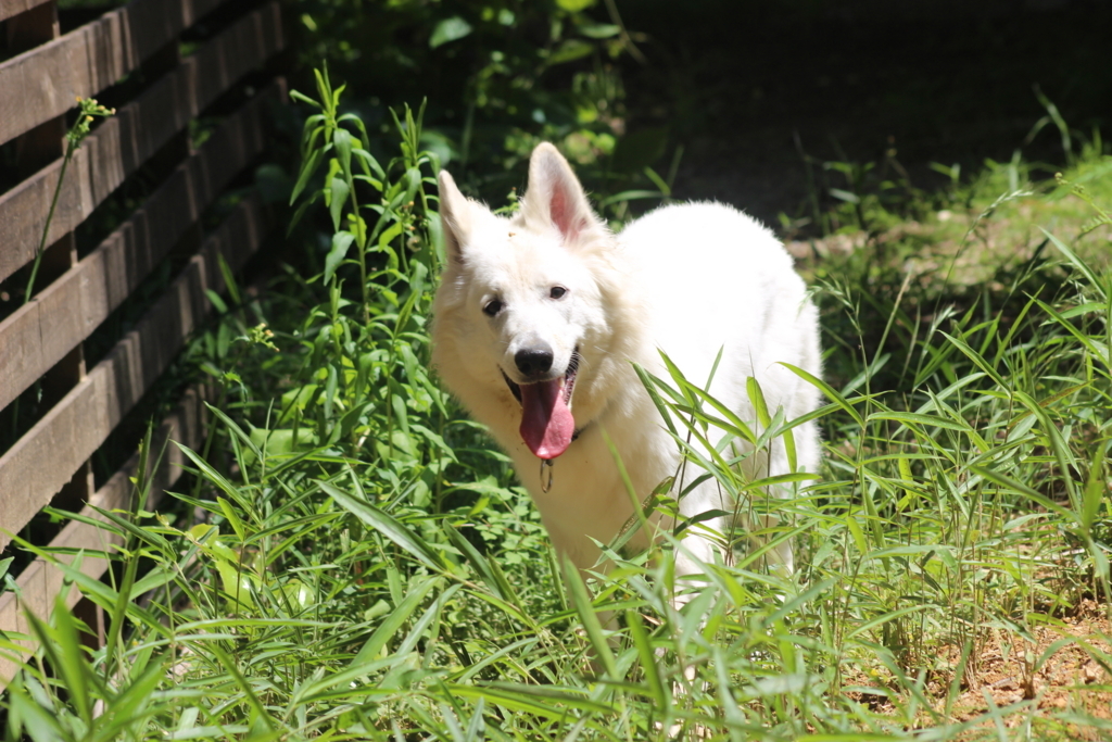 f:id:reeyan:20180605115929j:plain