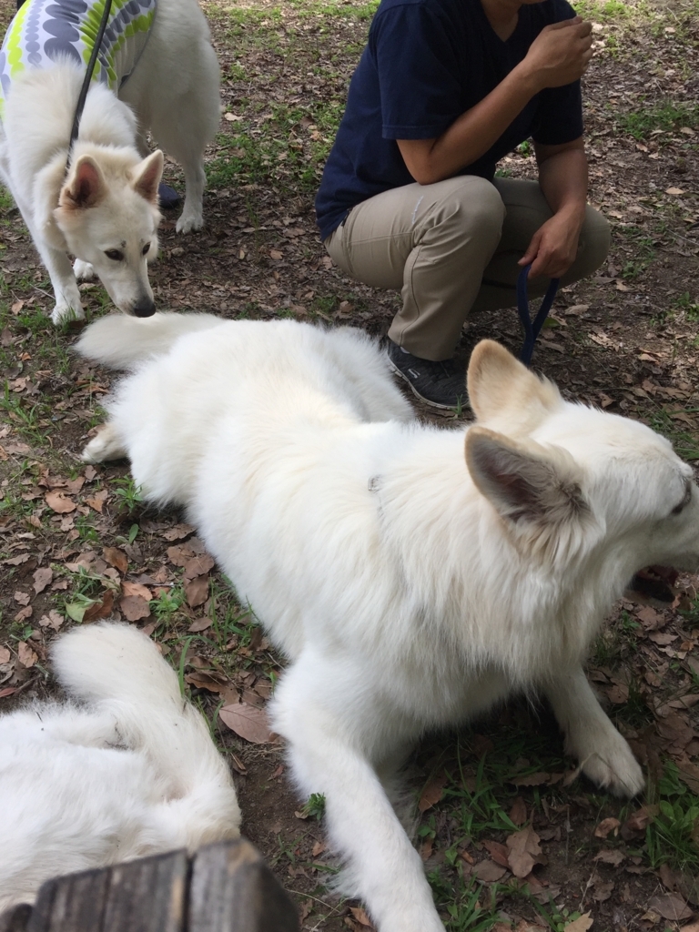 f:id:reeyan:20180627212521j:plain