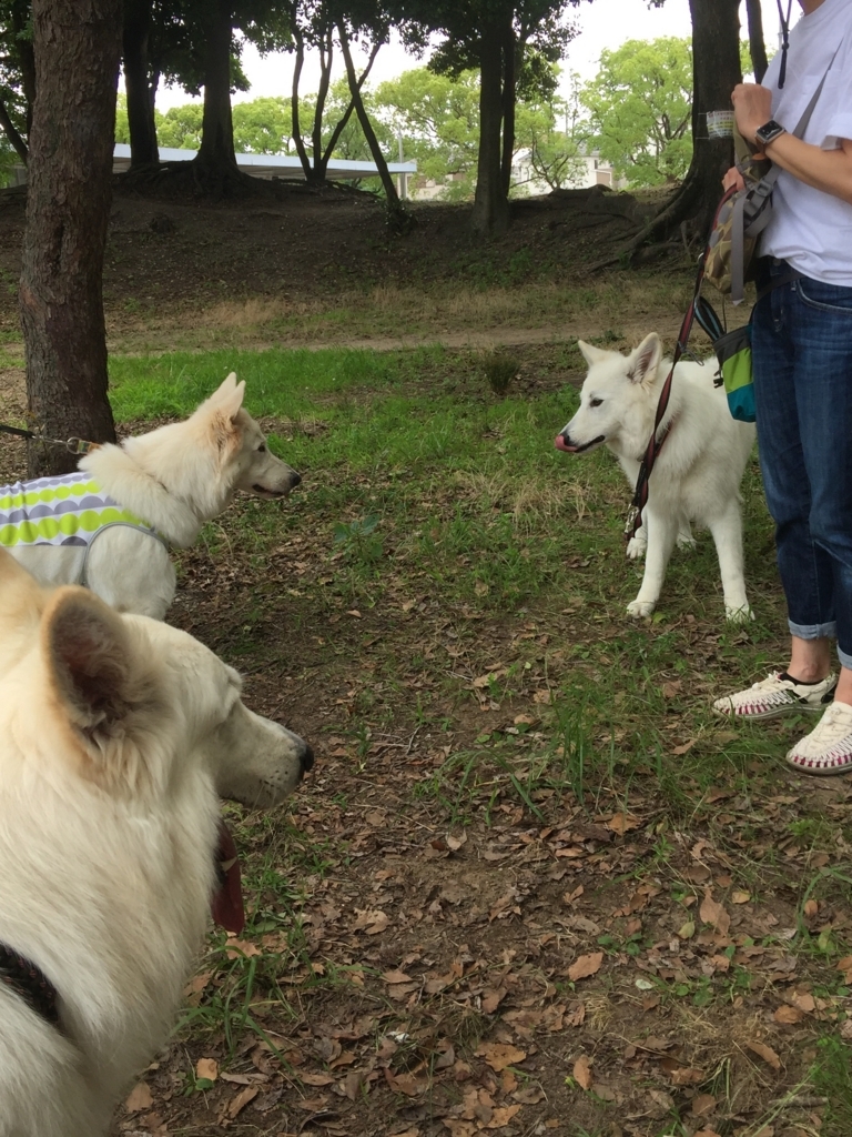f:id:reeyan:20180627212529j:plain