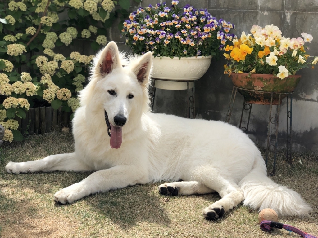 f:id:reeyan:20180706115700j:plain