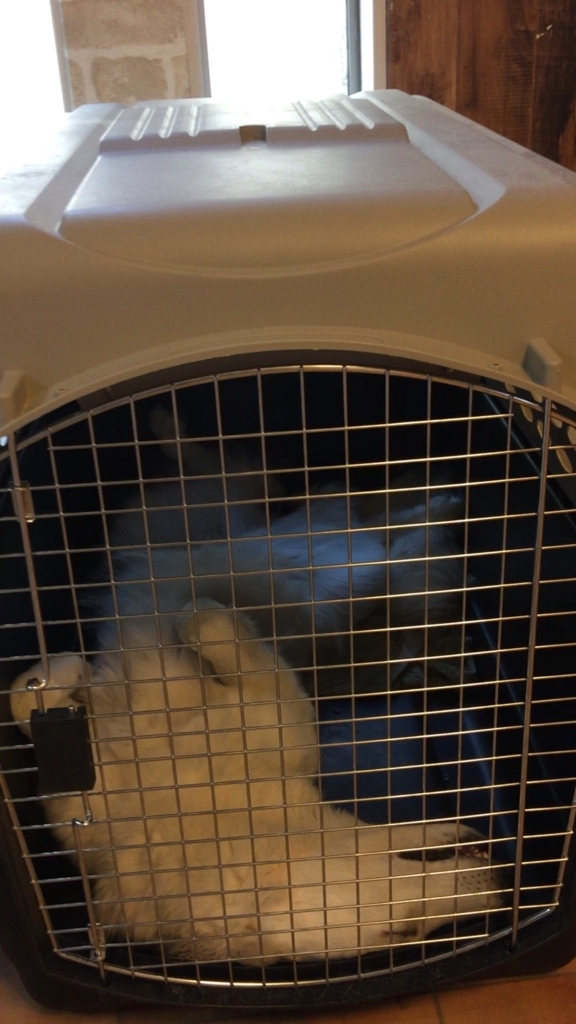 f:id:reeyan:20180723232442j:plain