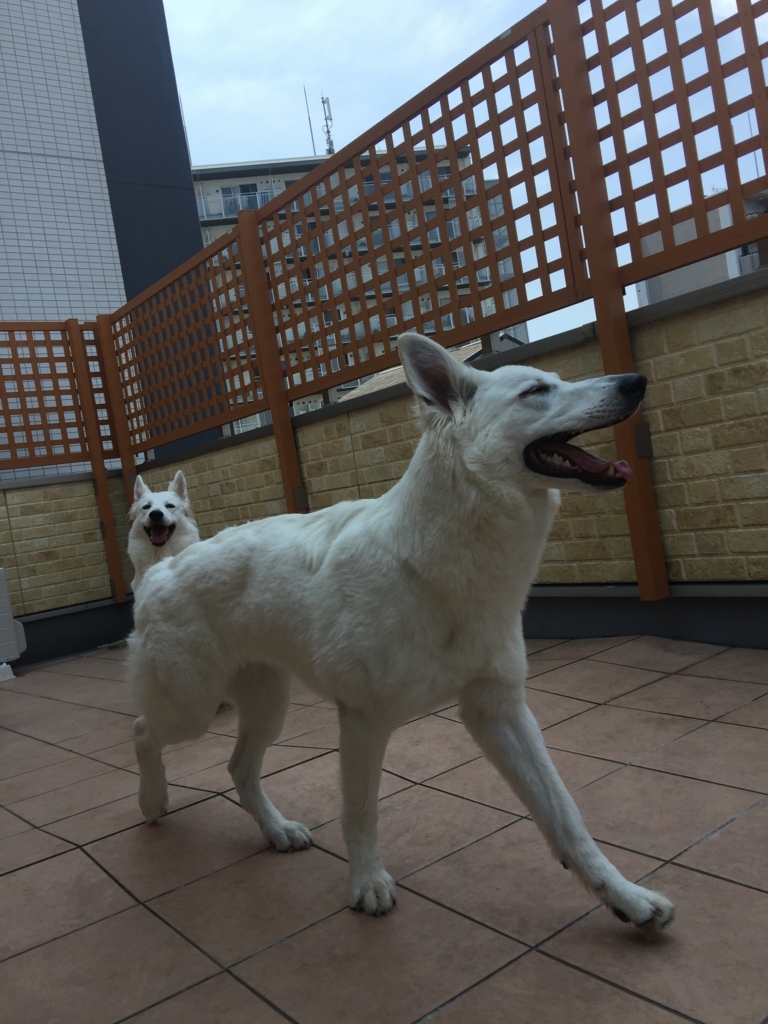 f:id:reeyan:20180725181750j:plain f:id:reeyan:20180725181750j:plain