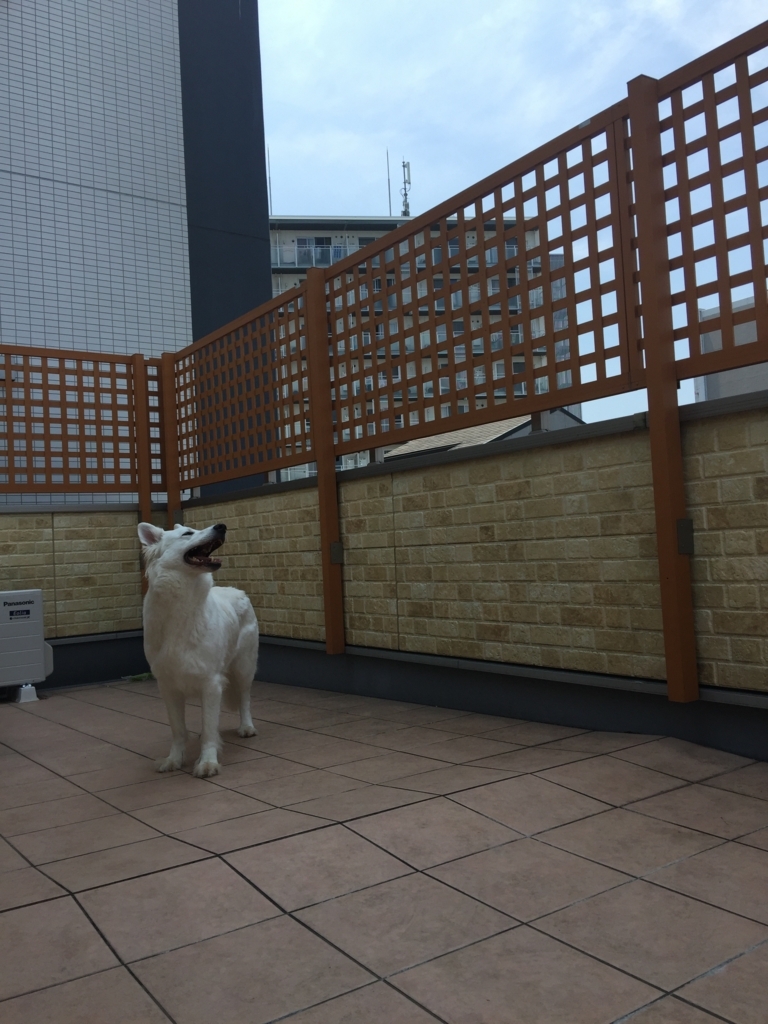 f:id:reeyan:20180725181804j:plain f:id:reeyan:20180725181804j:plain