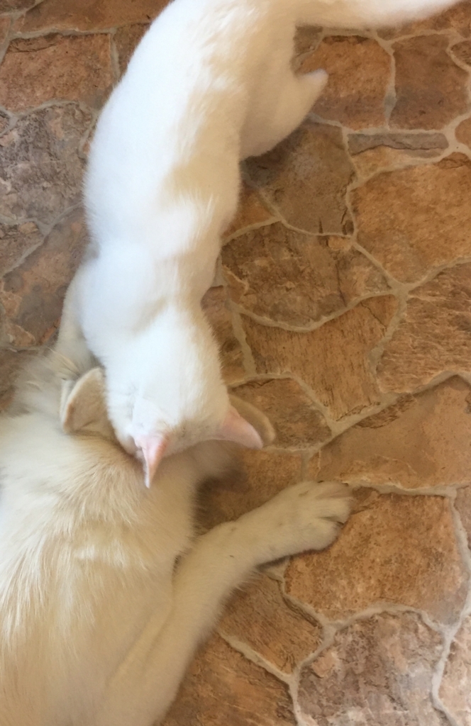 f:id:reeyan:20180728175919j:plain f:id:reeyan:20180728175919j:plain