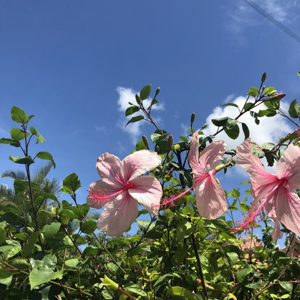 f:id:reeyan:20180827142257j:plain f:id:reeyan:20180827142257j:plain