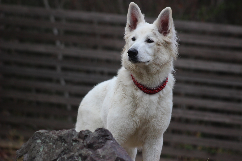 f:id:reeyan:20190111094327j:plain