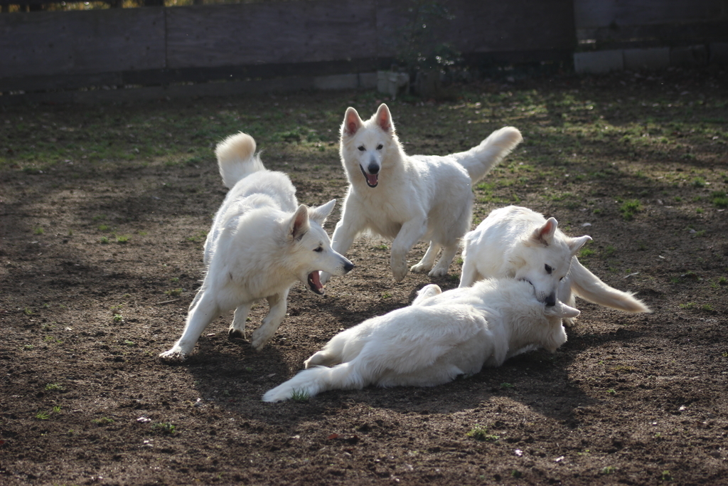 f:id:reeyan:20190111094425j:plain