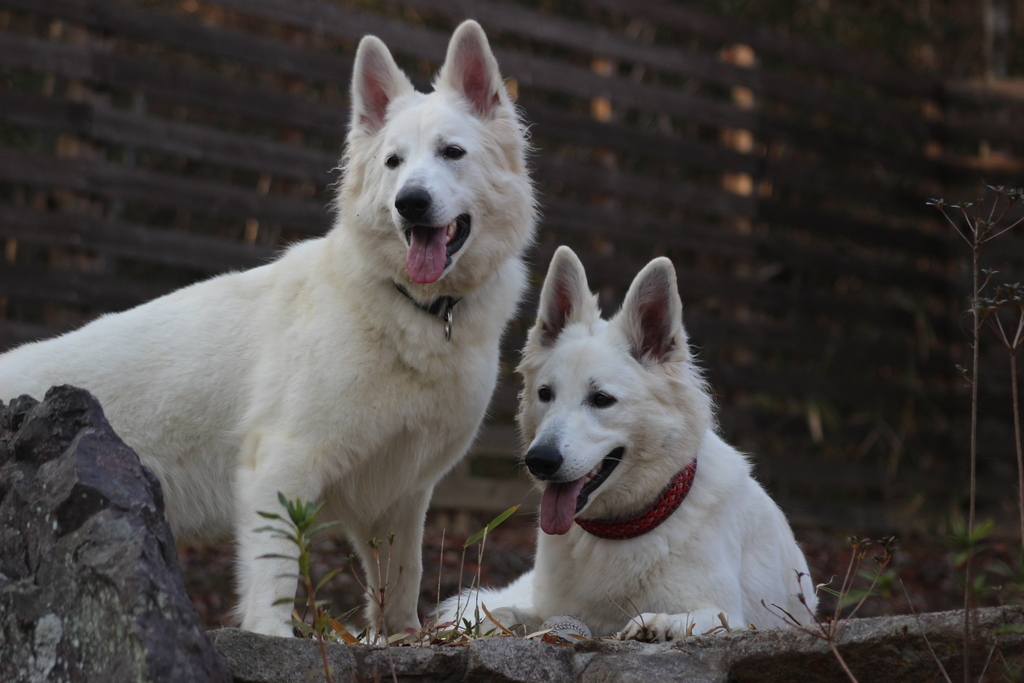 f:id:reeyan:20190111094641j:plain