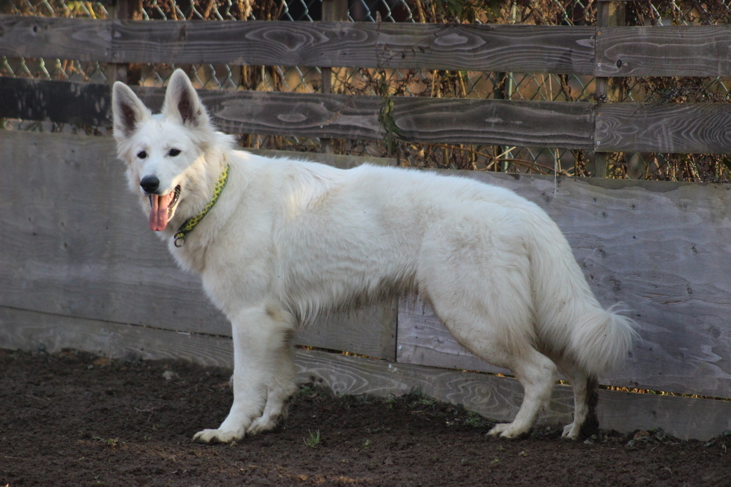 f:id:reeyan:20190213103152j:plain