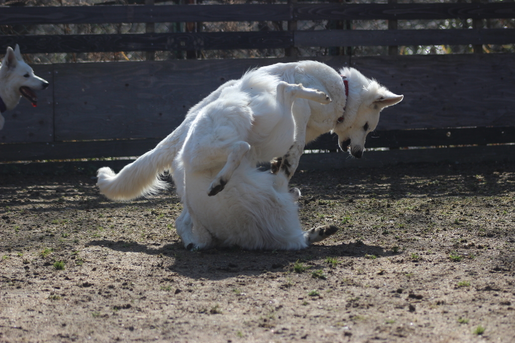 f:id:reeyan:20190213103240j:plain