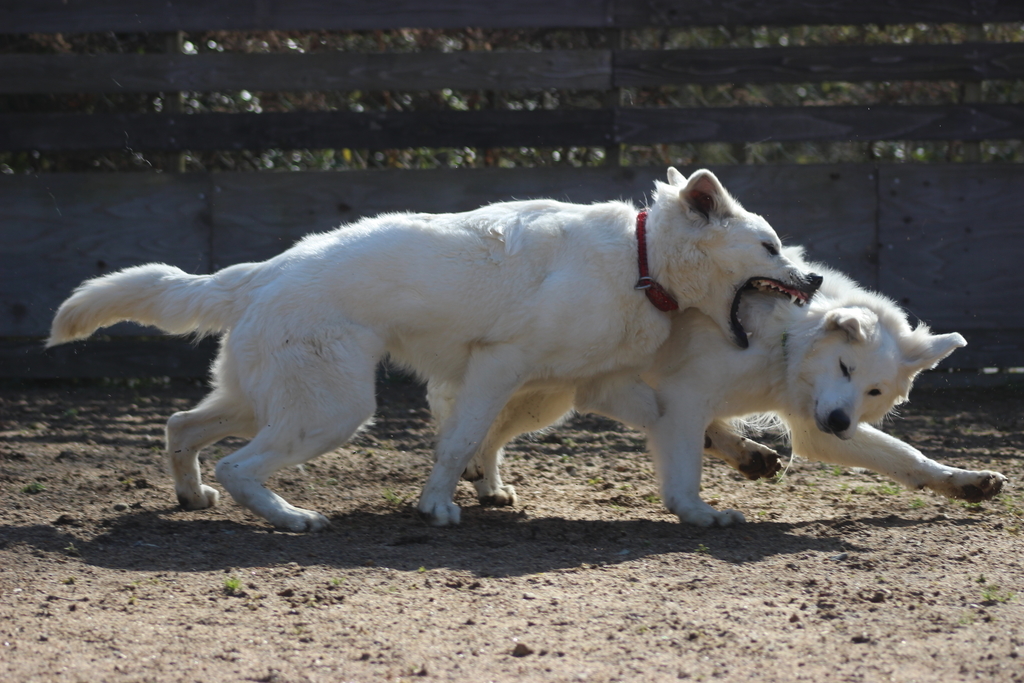 f:id:reeyan:20190213103543j:plain