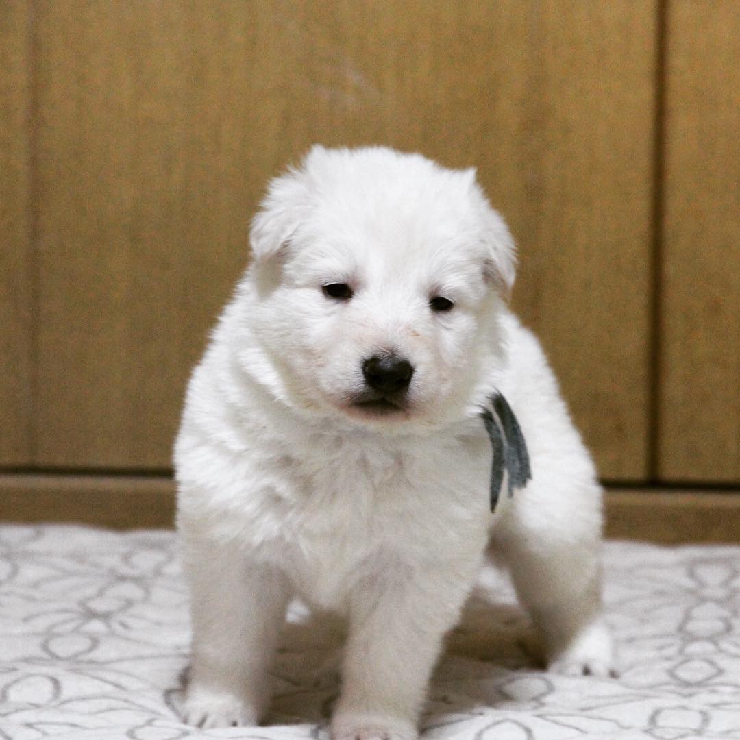 f:id:reeyan:20190429231938j:plain