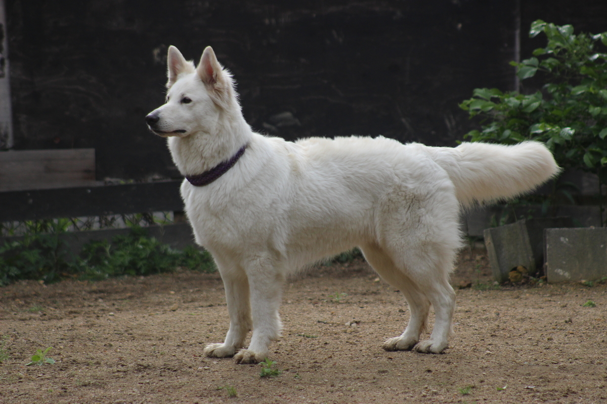 f:id:reeyan:20190502104946j:plain
