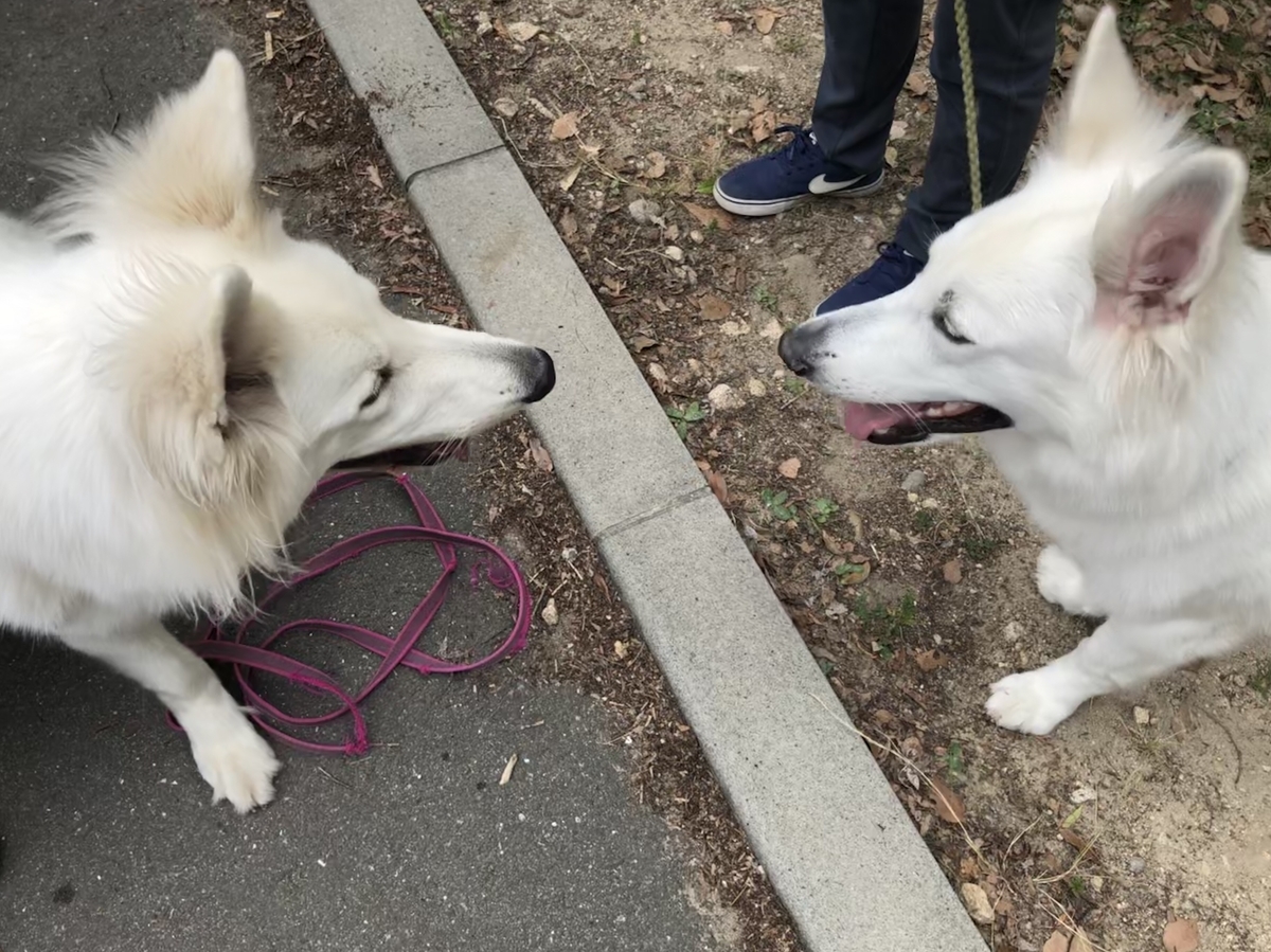 f:id:reeyan:20190630205551j:plain f:id:reeyan:20190630205551j:plain