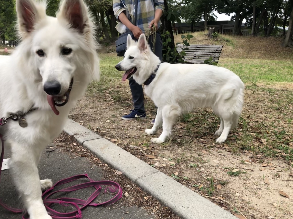 f:id:reeyan:20190630205658j:plain f:id:reeyan:20190630205658j:plain