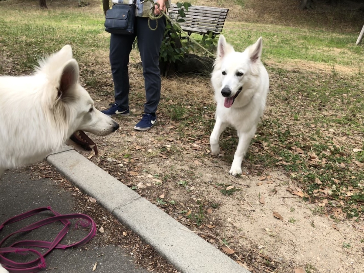 f:id:reeyan:20190630205725j:plain f:id:reeyan:20190630205725j:plain