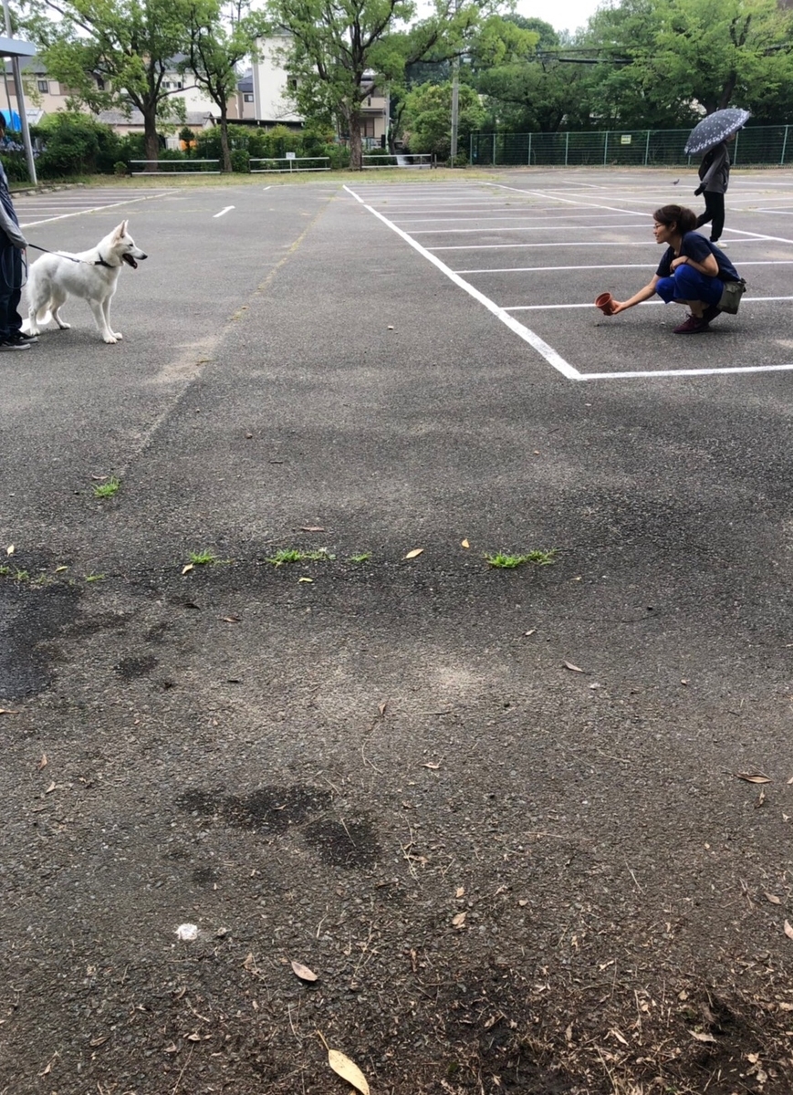 f:id:reeyan:20190704085647j:plain f:id:reeyan:20190704085647j:plain