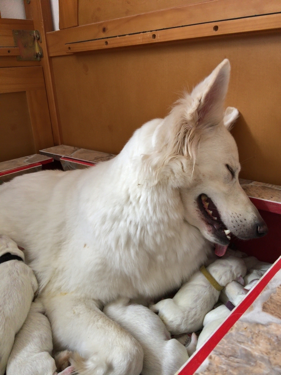 f:id:reeyan:20190807153656j:plain