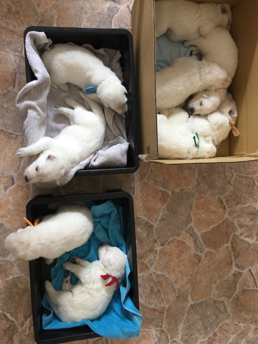 f:id:reeyan:20190807154018j:plain