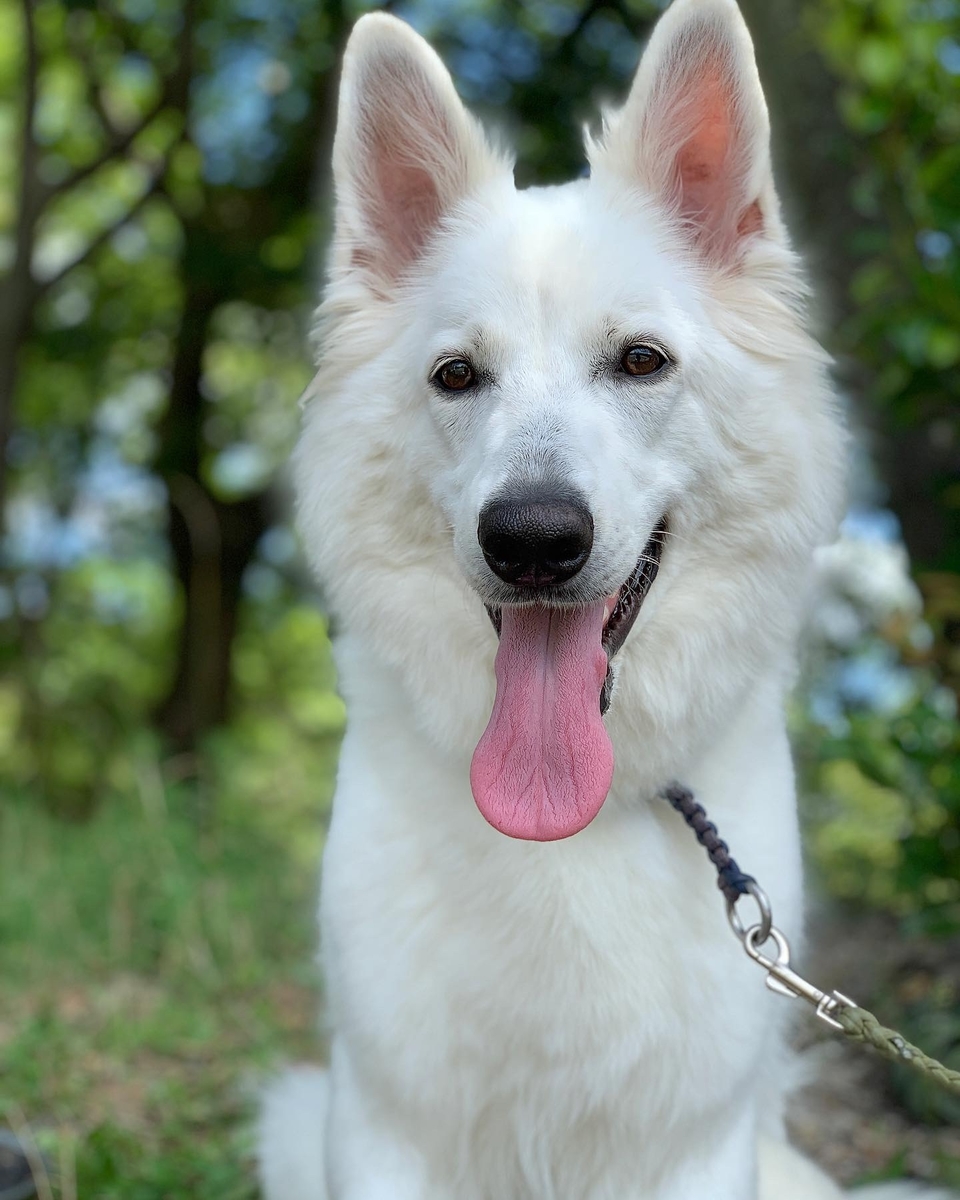 f:id:reeyan:20190807154401j:plain
