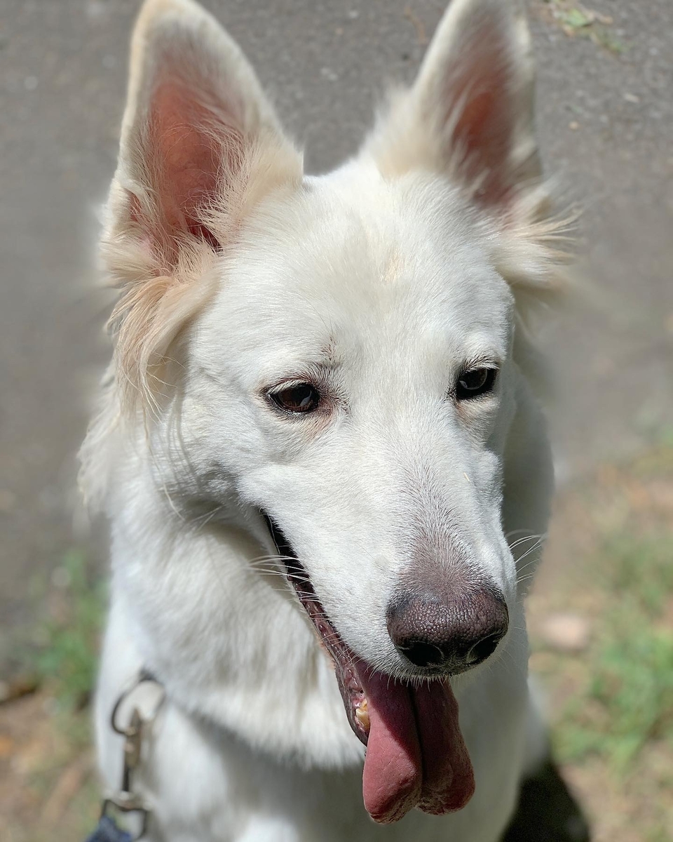 f:id:reeyan:20190807160614j:plain
