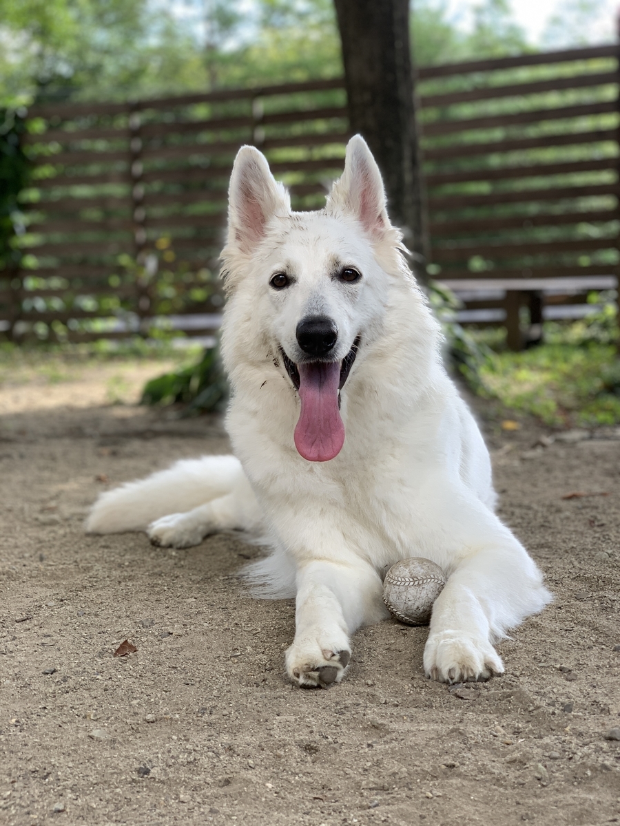 f:id:reeyan:20190826170020j:plain