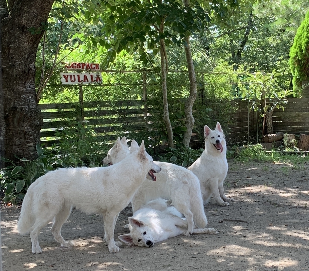 f:id:reeyan:20190826170233j:plain