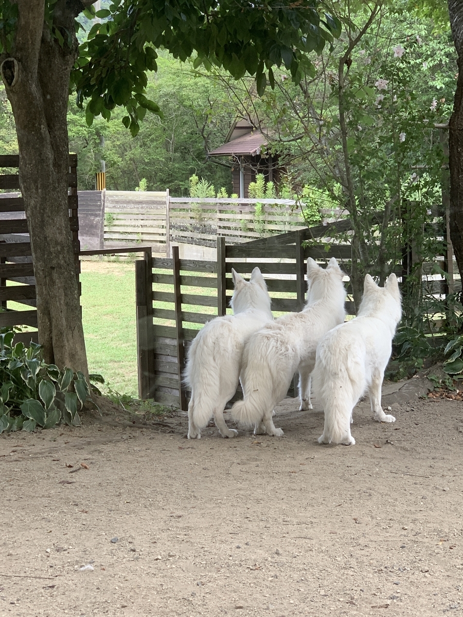 f:id:reeyan:20190826170426j:plain