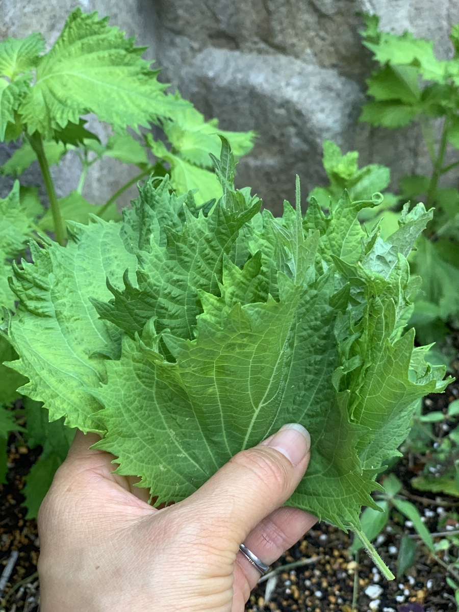 f:id:reeyan:20190909150118j:plain