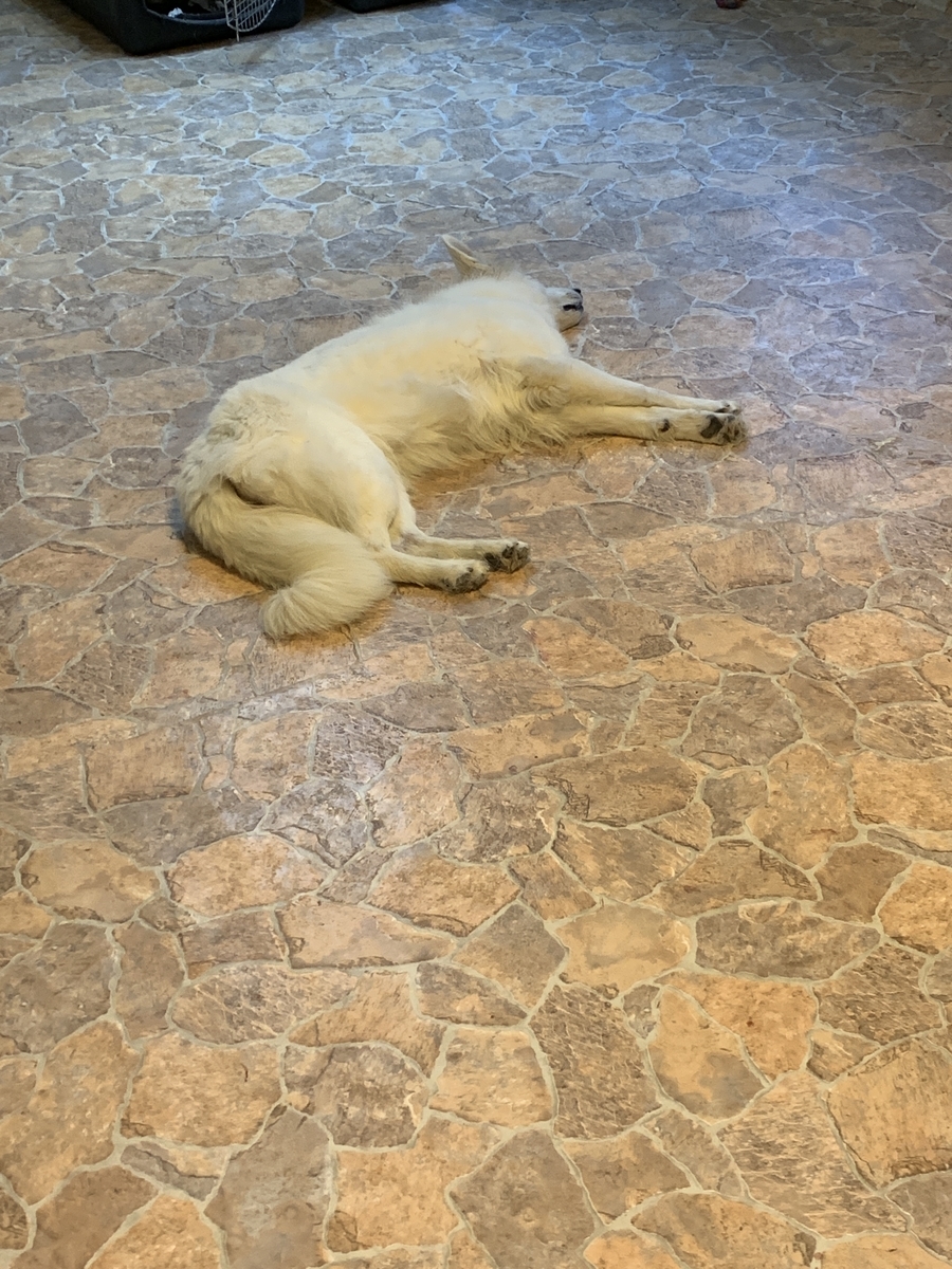 f:id:reeyan:20190909150300j:plain