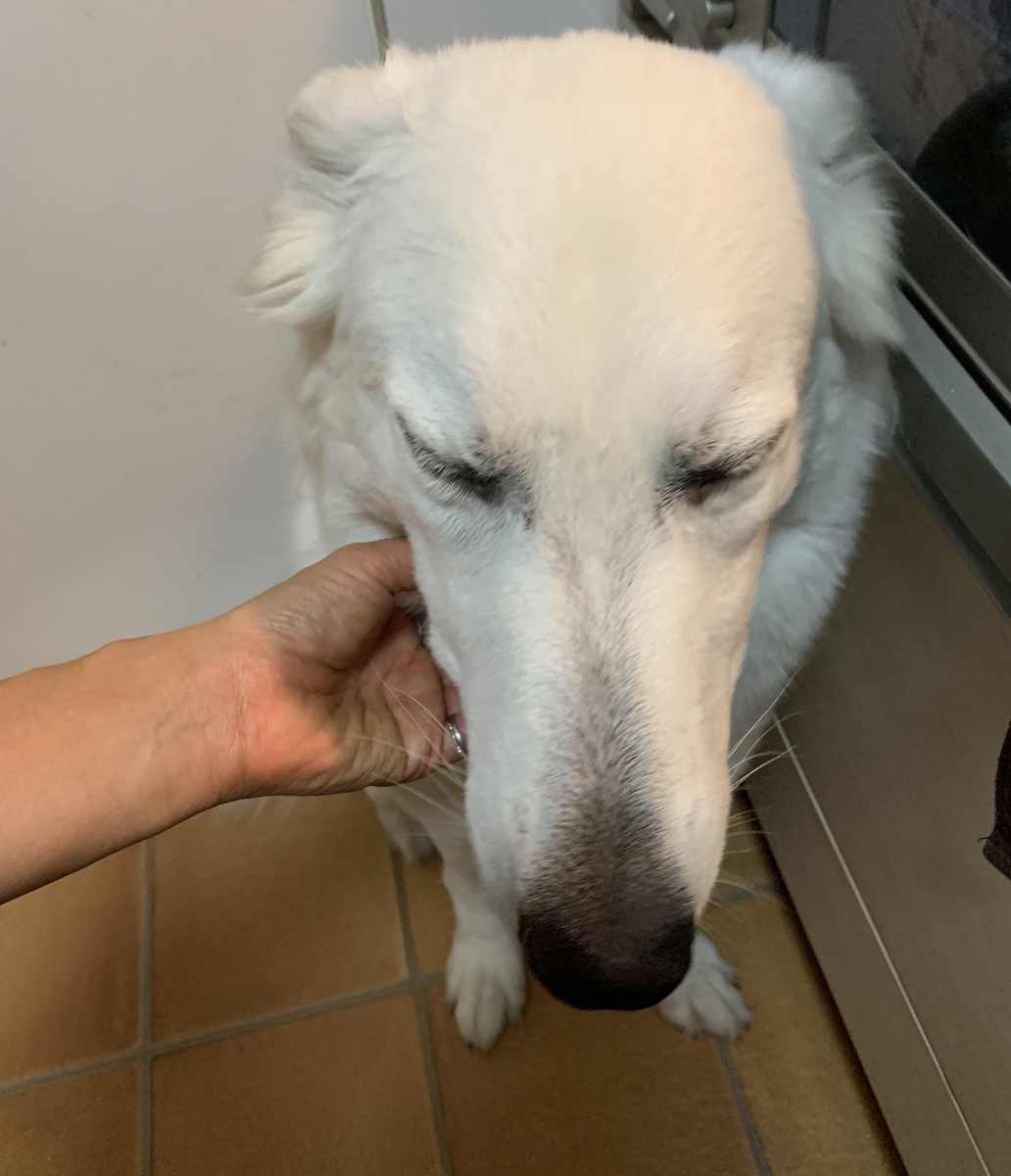 f:id:reeyan:20190912235341j:plain f:id:reeyan:20190912235341j:plain