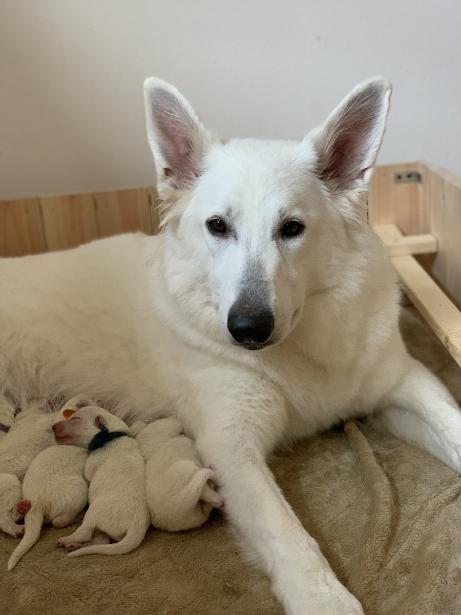 f:id:reeyan:20191113103623j:plain