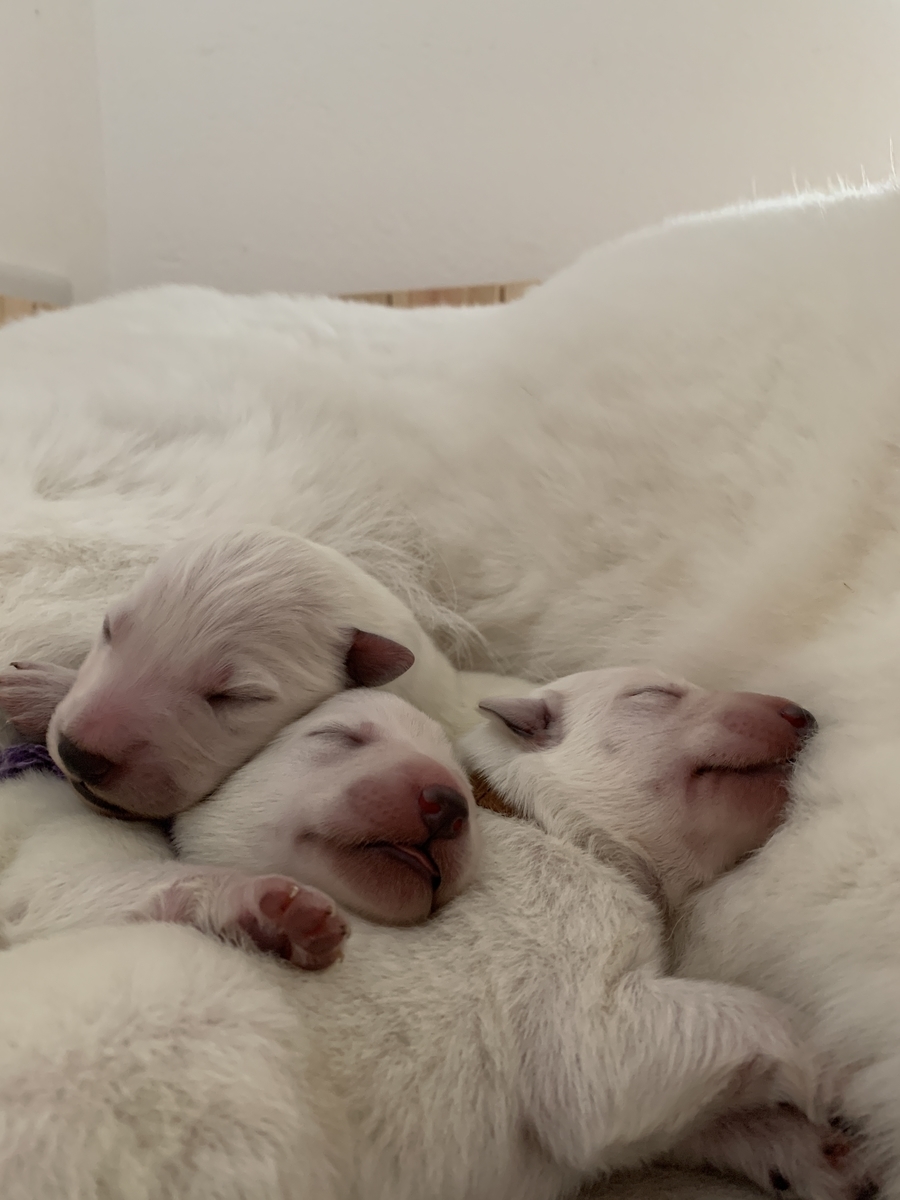 f:id:reeyan:20191113103709j:plain