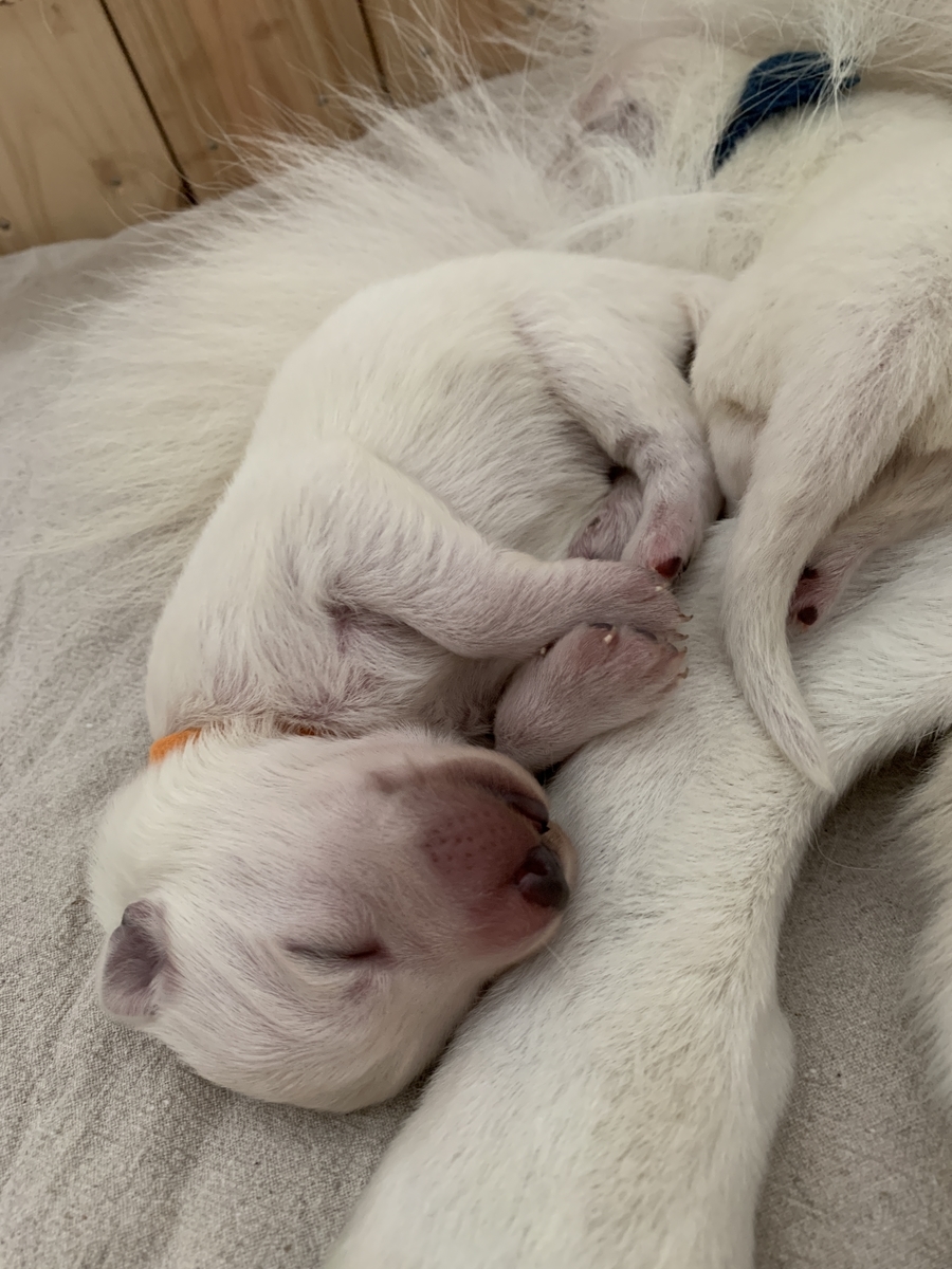 f:id:reeyan:20191113103736j:plain